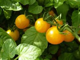 Afbeeldingsresultaat voor broad ripple yellow currant tomato