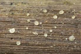 Attēlu rezultāti vaicājumam “Hyalorbilia inflatula”