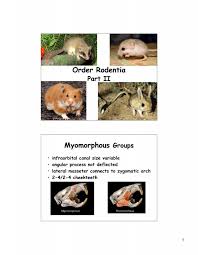 Attēlu rezultāti vaicājumam “Rodentia”