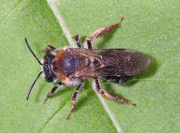 Attēlu rezultāti vaicājumam “Andrena haemorrhoa female”