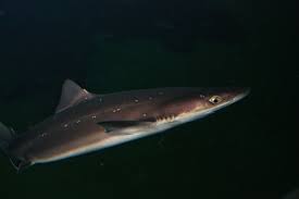 Image result for Squalus acanthias