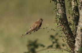 Attēlu rezultāti vaicājumam “Cuculus canorus juvenile”