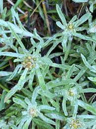 Attēlu rezultāti vaicājumam “Gnaphalium uliginosum leaf”
