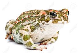 Attēlu rezultāti vaicājumam “Pseudepidalea viridis”