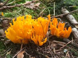 Attēlu rezultāti vaicājumam “Calocera viscosa”