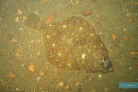 Image result for Pleuronectes platessa