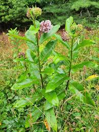 Attēlu rezultāti vaicājumam “Asclepiadaceae”