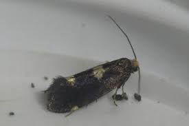 Attēlu rezultāti vaicājumam “Incurvaria oehlmanniella”