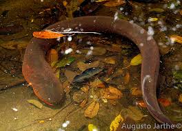 Image result for электрический