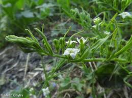 Attēlu rezultāti vaicājumam “Thesium ebracteatum leaf”