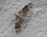 Attēlu rezultāti vaicājumam “Xanthorhoe spadicearia”