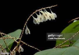Attēlu rezultāti vaicājumam “Reynoutria japonica”