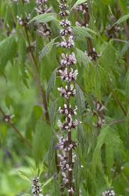 Image result for Leonurus cardiaca