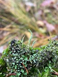 Attēlu rezultāti vaicājumam “Cladonia coniocraea”