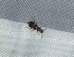 Attēlu rezultāti vaicājumam “Anthocomus fasciatus”