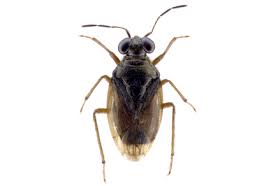 Attēlu rezultāti vaicājumam “Saldula saltatoria”