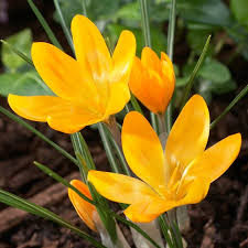 Attēlu rezultāti vaicājumam “Crocus”