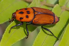 Attēlu rezultāti vaicājumam “Cantharis rustica imago”