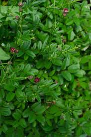 Image result for Sanguisorba officinalis