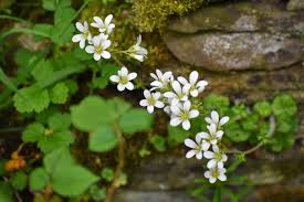 Attēlu rezultāti vaicājumam “Saxifraga granulata leaf”