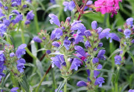 Attēlu rezultāti vaicājumam “Dracocephalum ruyschiana”