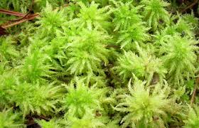 Attēlu rezultāti vaicājumam “Sphagnum flexuosum”