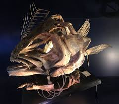 Image result for Hippoglossus hippoglossus