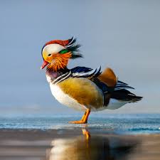 Attēlu rezultāti vaicājumam “Aix galericulata”