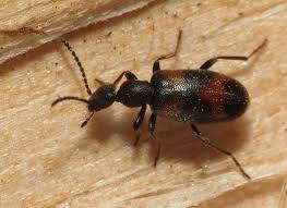 Attēlu rezultāti vaicājumam “Anthicidae”