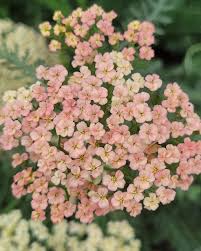 Attēlu rezultāti vaicājumam “Achillea salicifolia flower”
