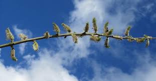 Attēlu rezultāti vaicājumam “Salix daphnoides”