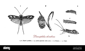 Attēlu rezultāti vaicājumam “Limnephilus larva”