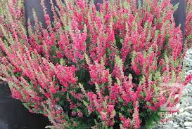 Attēlu rezultāti vaicājumam “Calluna vulgaris”