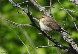 Image result for Phylloscopus ibericus