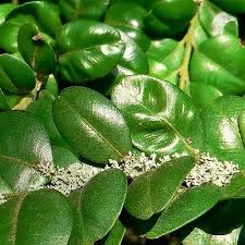 Attēlu rezultāti vaicājumam “Buxus sempervirens”