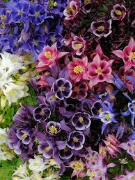 Attēlu rezultāti vaicājumam “Aquilegia vulgaris”