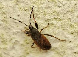 Attēlu rezultāti vaicājumam “Eremocoris plebejus”