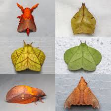 Attēlu rezultāti vaicājumam “Lasiocampidae”