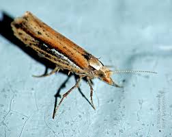 Attēlu rezultāti vaicājumam “Ypsolopha parenthesella”