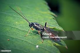 Attēlu rezultāti vaicājumam “Ichneumonidae imago”