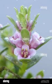 Attēlu rezultāti vaicājumam “Glaux maritima flower”