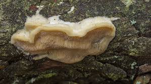Attēlu rezultāti vaicājumam “Diplomitoporus flavescens”