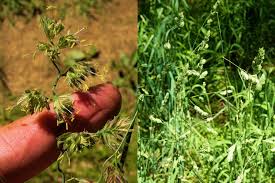 Attēlu rezultāti vaicājumam “Dactylis glomerata subsp. glomerata”