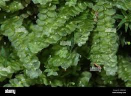 Attēlu rezultāti vaicājumam “Calypogeia azurea cells”