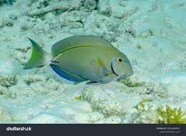 Image result for Acanthurus bahianus