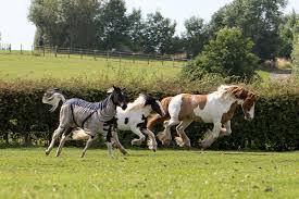 Image result for Blackpool & Fylde Horse Club