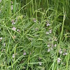 Attēlu rezultāti vaicājumam “Vicia sepium leaf”