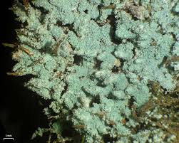 Attēlu rezultāti vaicājumam “Lepraria”