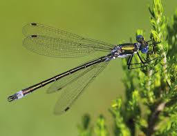 Attēlu rezultāti vaicājumam “Lestes dryas”