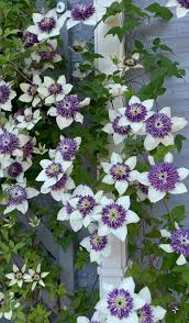 Attēlu rezultāti vaicājumam “Clematis”